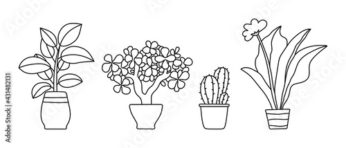 Indoor plant in a pot. Black and white sketch collecton. Outline rubber, gerberra, tree and cactus. Vector doodle line illustration set