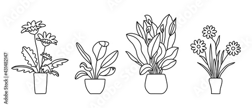 Indoor plant in a pot. Black and white sketch collecton. Gerbera, peace lily and chamomile. Vector doodle line illustration set