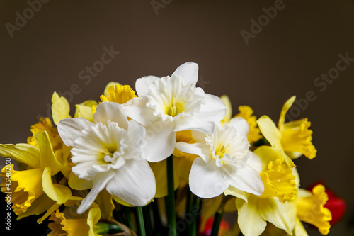 Fototapeta Naklejka Na Ścianę i Meble -  Close-up bouquet of a white-yellow narcissus, spring flowers. Macro image.