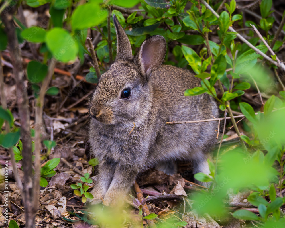 Cute rabbit baby on the ground among green leaves Cute rabbit baby on the ground among green leaves