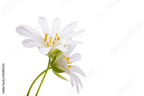 spring flowers arenaria gerbil Isolated