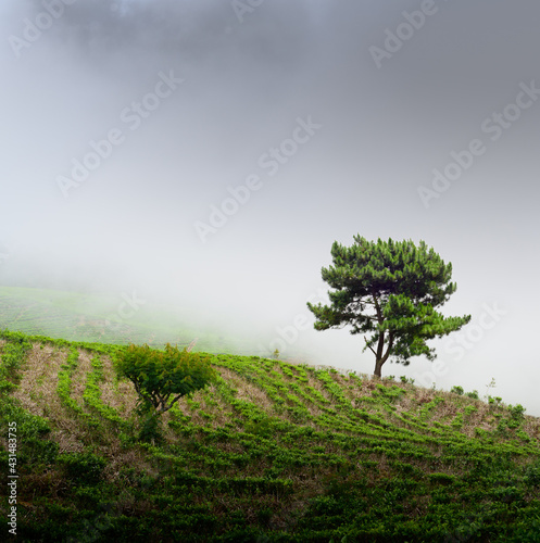 Isolated tree in a misty slope land, simplicity and minimalist concept landscape photograph. tea plantation in Lipton Seat.