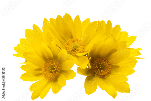 adonis flower isolated