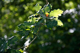 Tree branch with young oak leaves (Quercus) growing in the forest. Olbendorf, Southern Burgenland, Austria