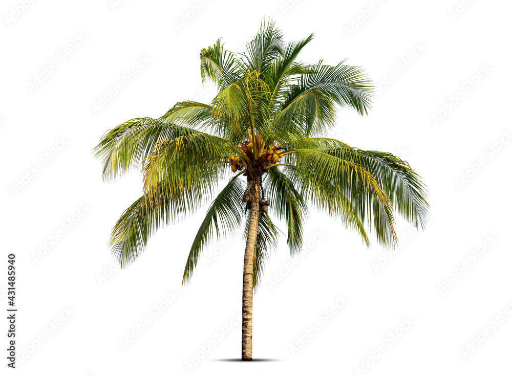Fototapeta premium Coconut palm tree isolated on white background.