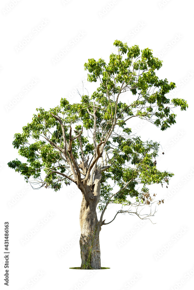 Isolated green tree on white background, Trees isolated on white background, tropical trees isolated used for design, advertising and architecture. Isolated green tree on white background, Trees isolated on white background, tropical trees isolated used for design, advertising and architecture.