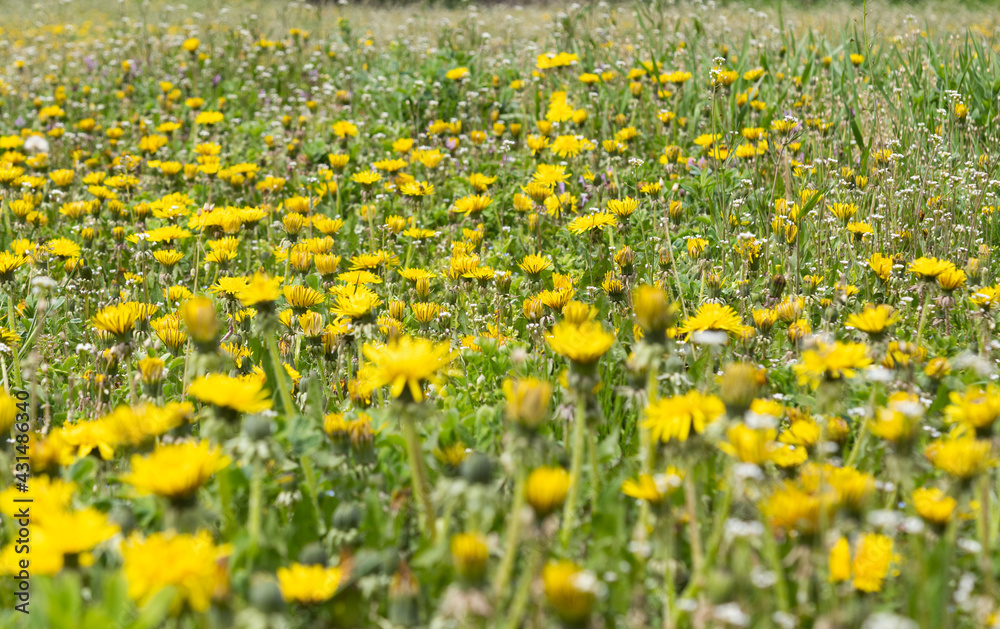 many dandelions in the meadow
