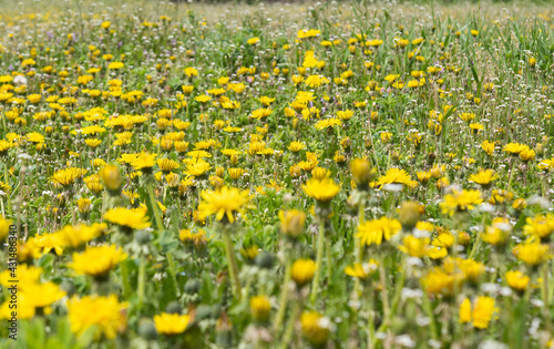 many dandelions in the meadow © ksena32