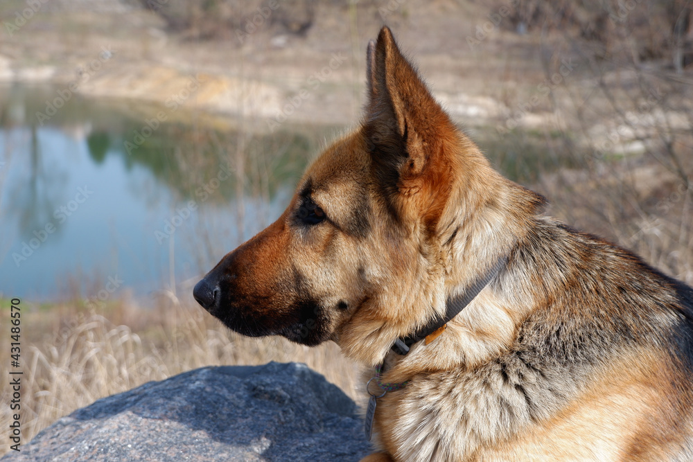 A German Shepherd Dog sits on a large granite rock near a lake in early spring. Walking with your pet.