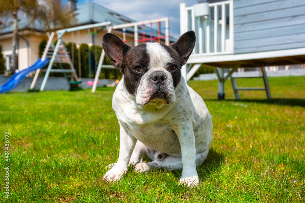 French Bulldog posing in a sunny garden with a green lawn.