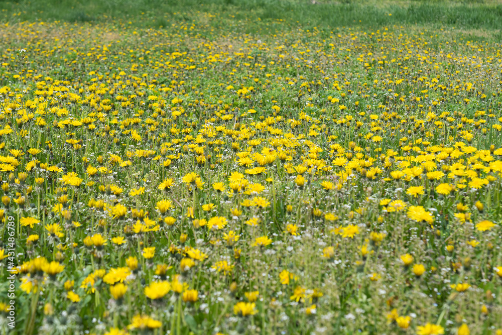 many dandelions in the meadow many dandelions in the meadow