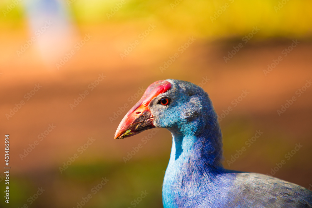 Beautiful Purple Swamphen looking for its meal in the field Beautiful Purple Swamphen looking for its meal in the field