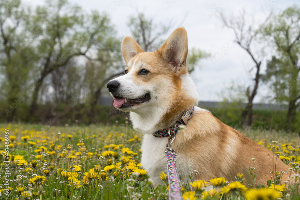 corgi puppy on a meadow in spring