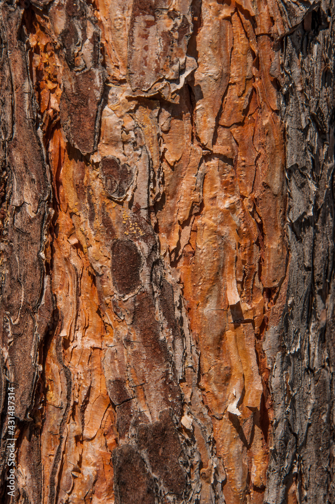 photo of close up of pine tree bark photo of close up of pine tree bark