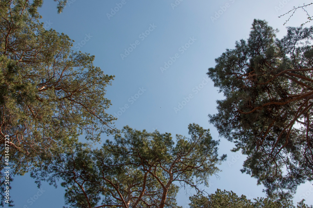 The sky with the tops of trees. View up from ground level. Blue sky with sun and clouds. The sky with the tops of trees. View up from ground level. Blue sky with sun and clouds.