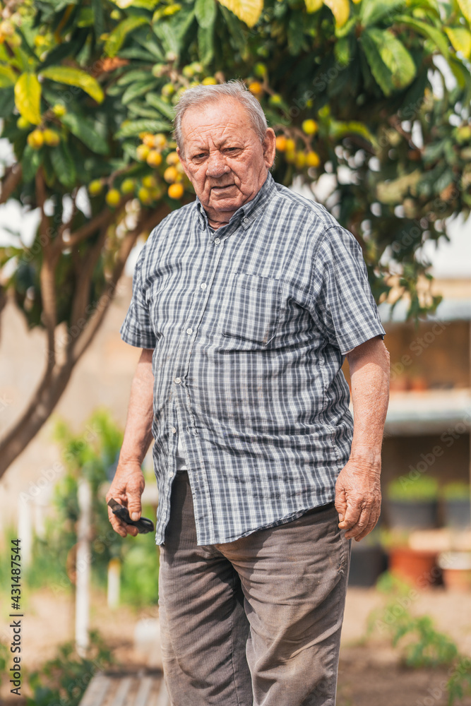 Fototapeta premium elderly man in the middle of an orchard. Selective focus.