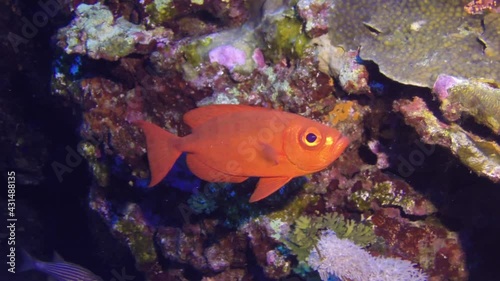 Moontail bullseye Squirrel fish Priacanthus hamrur clouse-up view, in the Red Sea, Egypt. Snorkeling with the tropical fish on coral reef. Scuba diving adventure in the deep ocean with marine wildlife photo