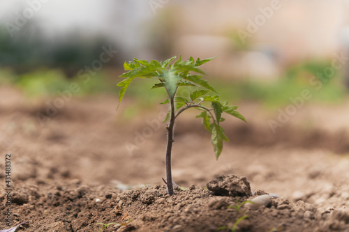 close-up view of tomato plant, growth and life concept. Selective focus.