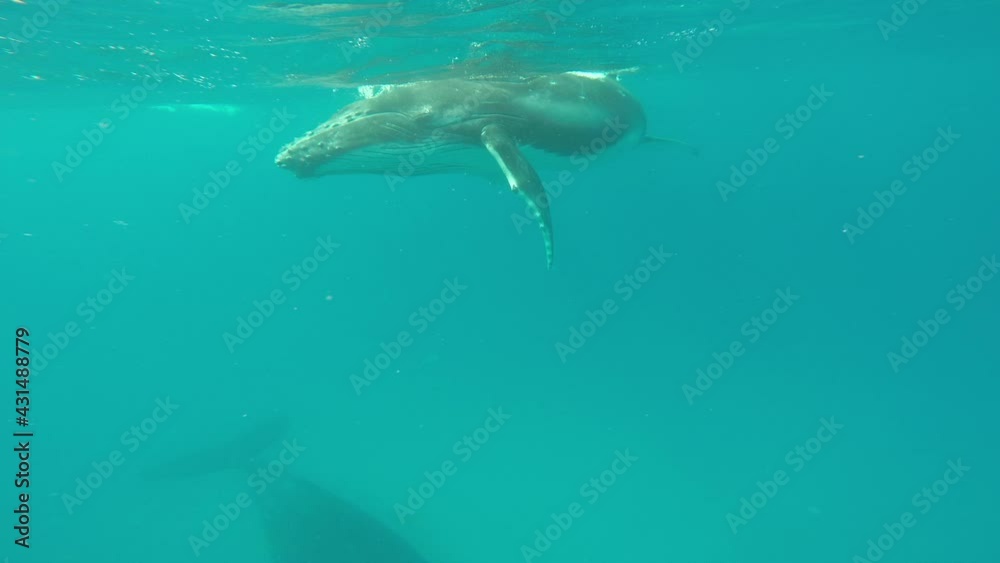 Close-up of calf humpback whale with mother underwater in Indian Ocean. Young Megaptera Novaeangliae and huge whale in pure transparent water of Reunion island. Eye of giant animal looks into camera. Close-up of calf humpback whale with mother underwater in Indian Ocean. Young Megaptera Novaeangliae and huge whale in pure transparent water of Reunion island. Eye of giant animal looks into camera.
