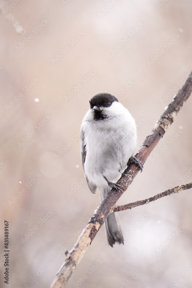 Obraz premium black backed shrike