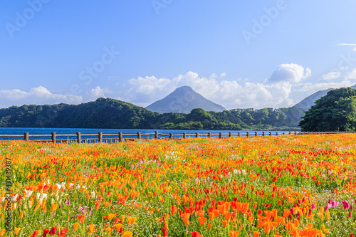 開聞岳と池田湖とポピー　鹿児島県指宿市　Mt.Kaimondake and Lake Ikedako and Poppy Kagoshima-ken Ibusuki city photo