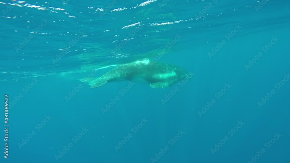 Close-up of calf humpback whale with mother underwater in Indian Ocean. Young Megaptera Novaeangliae and huge whale in pure transparent water of Reunion island. Eye of giant animal looks into camera.