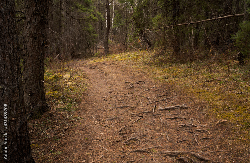 Wide walking footpath through a dense forest of evergreen trees.
Wide walking footpath through a dense forest of evergreen trees.
