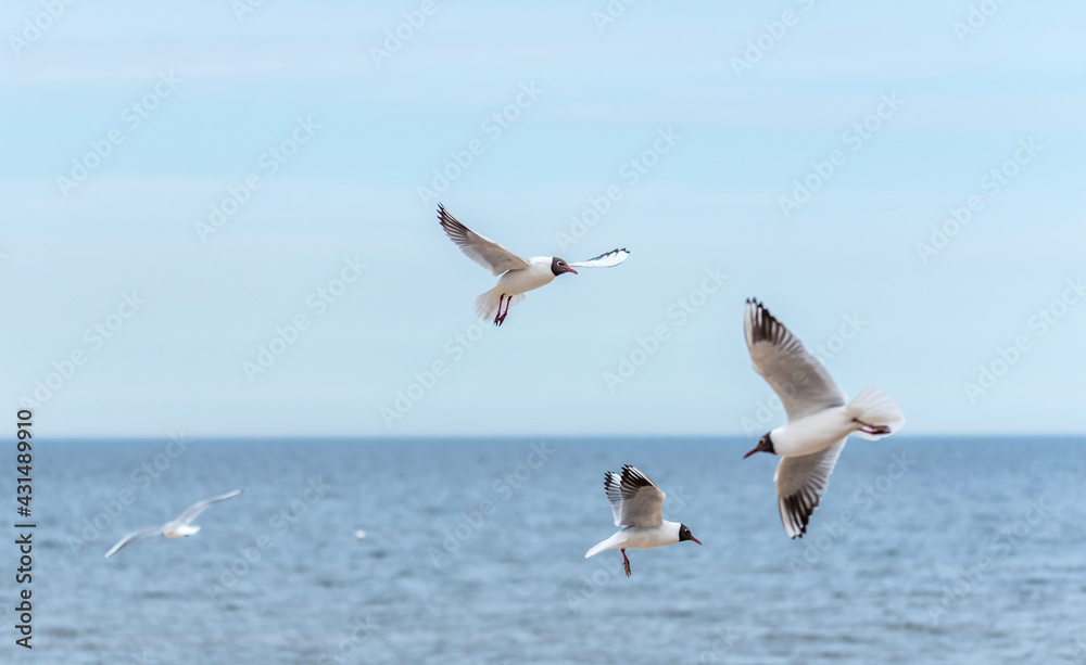 Black Headed Seagulls Flying at the Beach