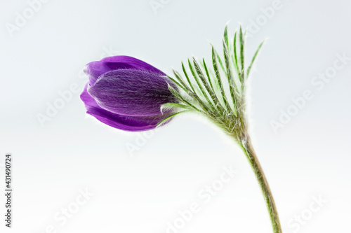 Purple pasque-flower on a white background photo