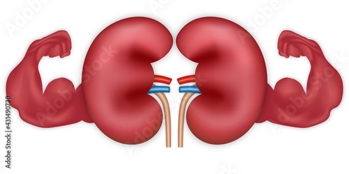 Strong Muscle Healthy of Kidney human renal isolated on white background. Vector illustration.