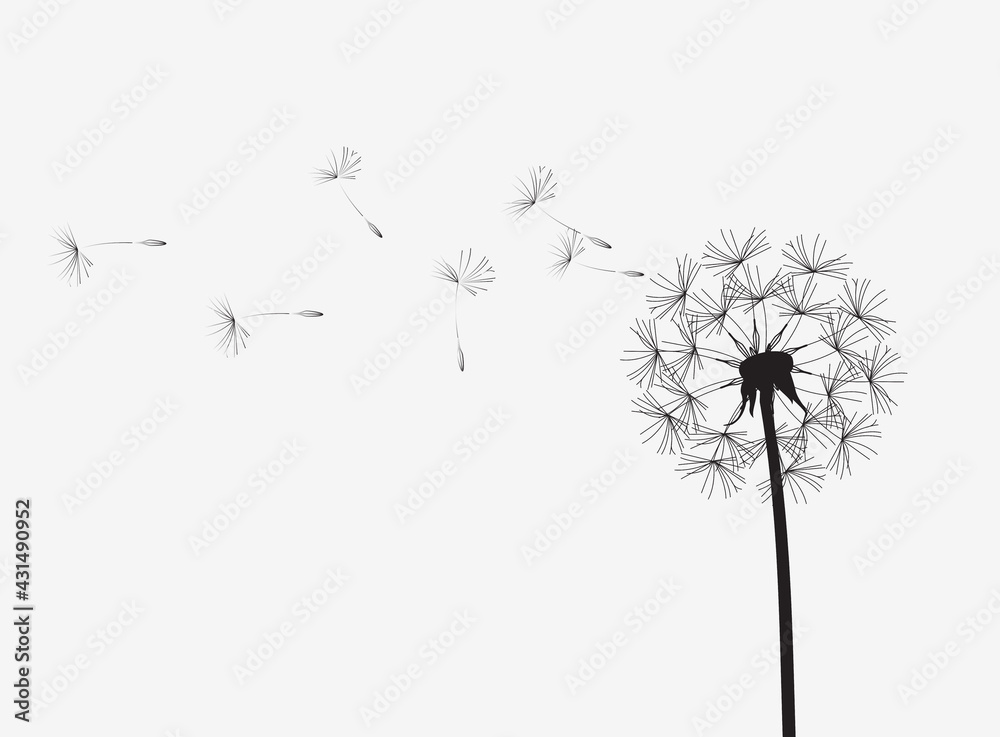 Fototapeta premium Abstract background of a dandelion for design.
