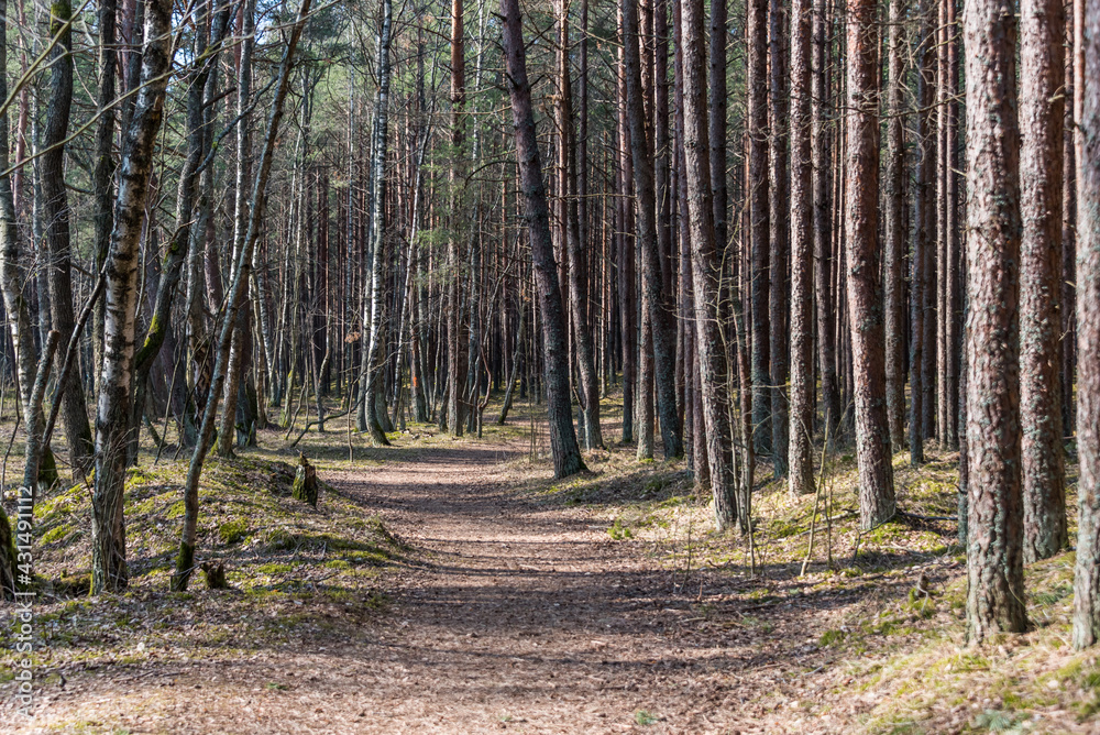 Forest Trail in a Coastal Forest in Latvia Forest Trail in a Coastal Forest in Latvia