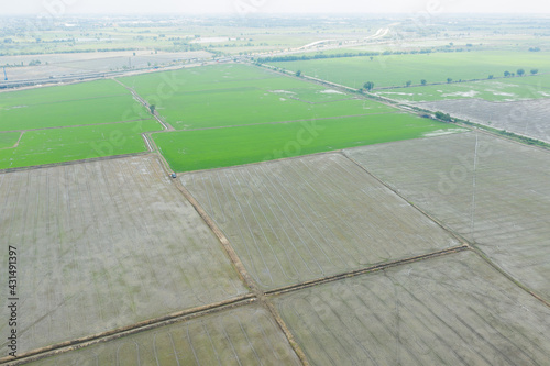 aerial view from flying drone of Field rice with landscape green pattern nature background, top view field rice © waranyu