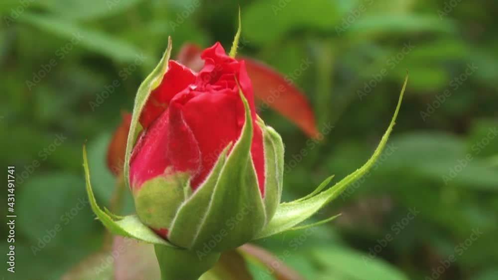 Young rose buds on the branches. Spring roses in the nursery. Rose bushes in spring Young rose buds on the branches. Spring roses in the nursery. Rose bushes in spring