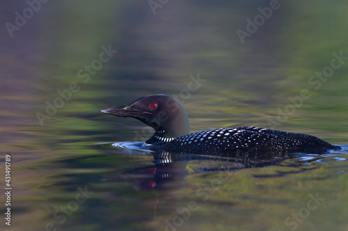 Common Loon Gavia immer swims in spring on Wilson Lake, Que, Canada