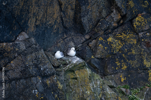 Nesting Herring Gulls (Larus argentatus)) on cliffs in Cornwall