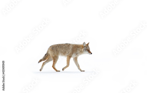 A lone coyote Canis latrans isolated on white background walking and hunting through the snow in Canada photo