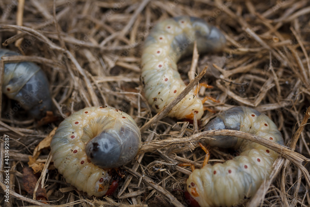 Mountain pine or bark beetle larvae, close up. Parasite destroying trees and furniture. Mountain pine or bark beetle larvae, close up. Parasite destroying trees and furniture.
