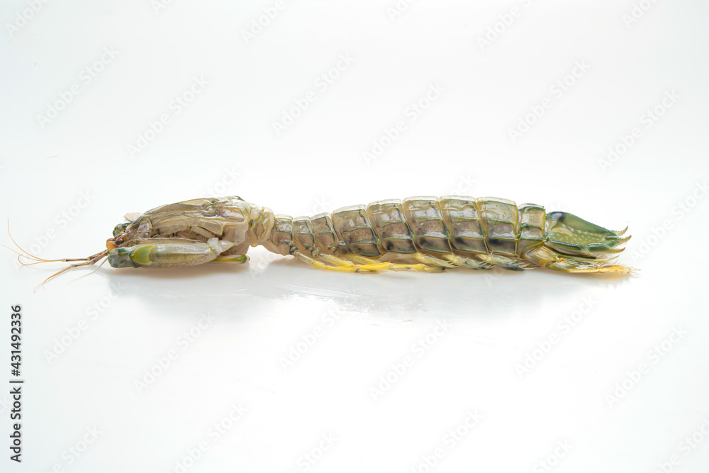 fresh mantis shrimp on white background fresh mantis shrimp on white background