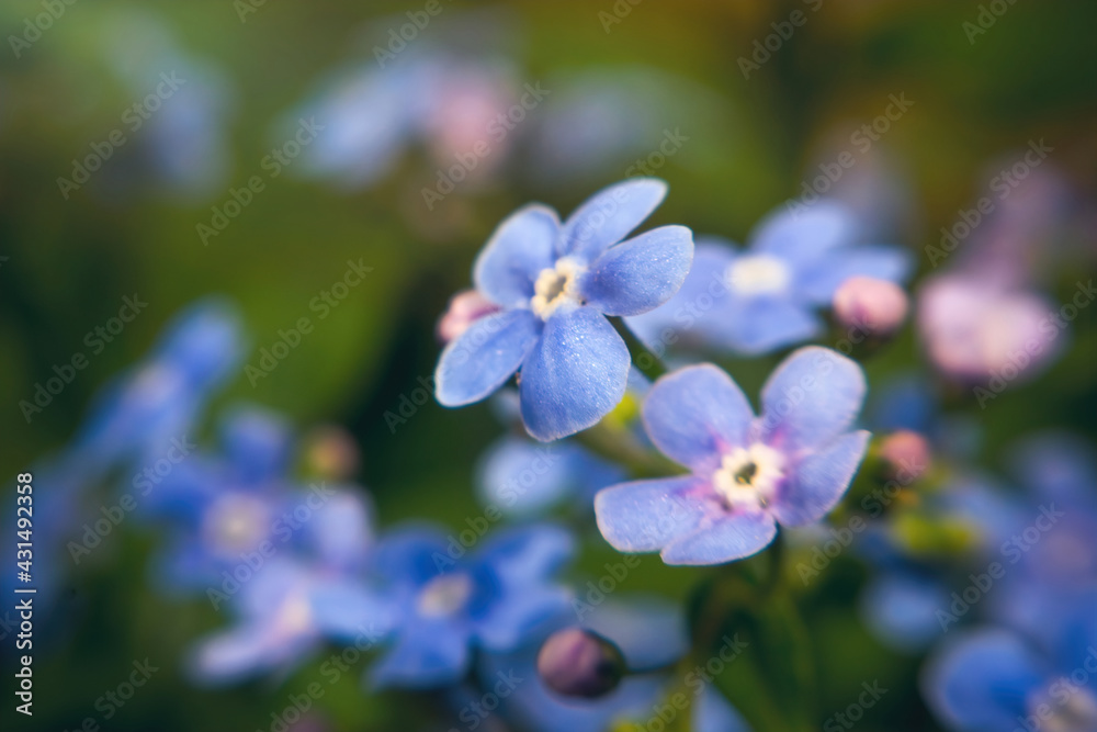 Blue forget-me-not flower in sunny spring garden Blue forget-me-not flower in sunny spring garden