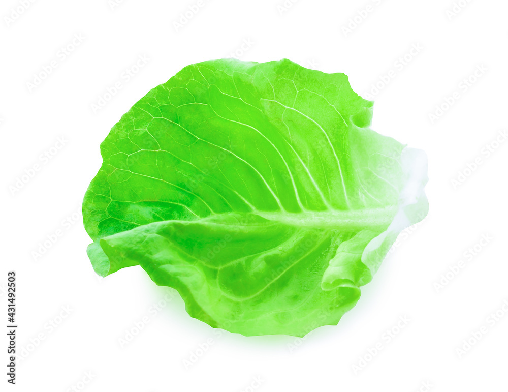 Butterhead isolated on white background. Butterhead isolated on white background.