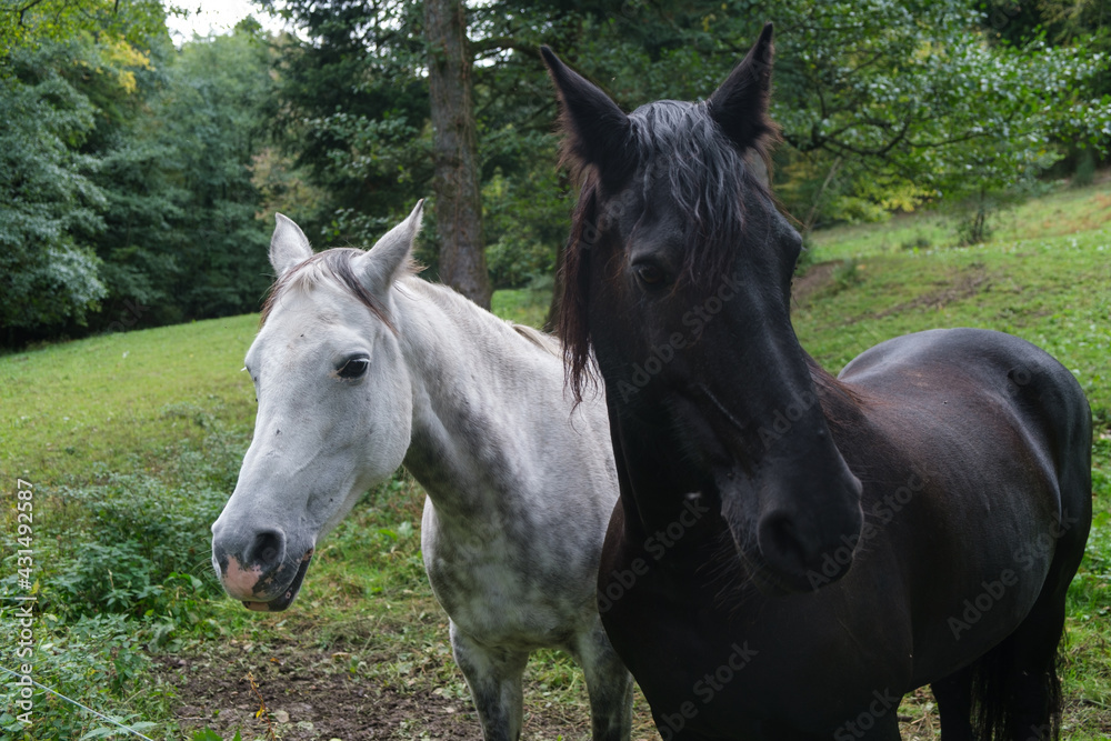Naklejka premium Chevaux