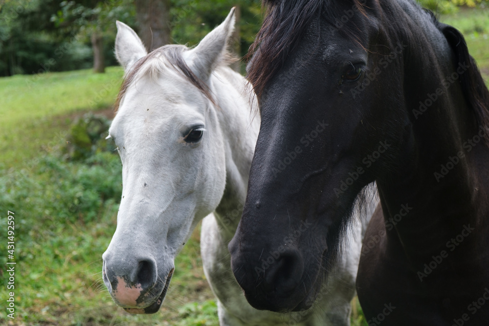 Obraz premium Chevaux
