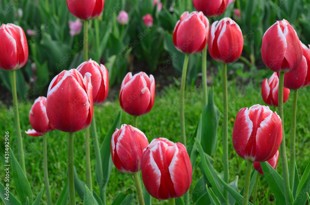 Ant eye view of Red and pink tulip flower in the field with vivid color. Ant eye view of Red and pink tulip flower in the field with vivid color.