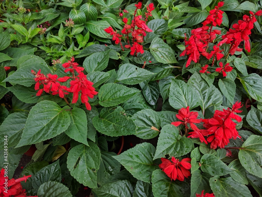 Φωτογραφία Potted plants with red flower spikes and dark green leaves of Red Salvia (Salvia