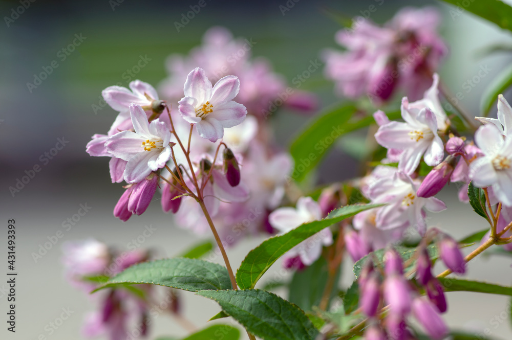 Deutzia gracilis romantic bright white flowering plant, bunch of amazing and beautiful slender flowers on shrub branches