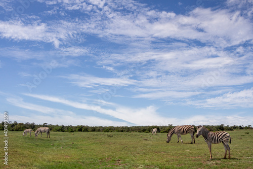 African zebra  in its natural environment  Addo South Africa