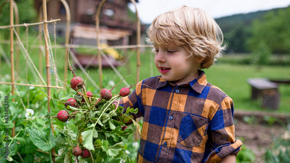 Small boy holding radishes in vegetable garden, sustainable lifestyle. Small boy holding radishes in vegetable garden, sustainable lifestyle.