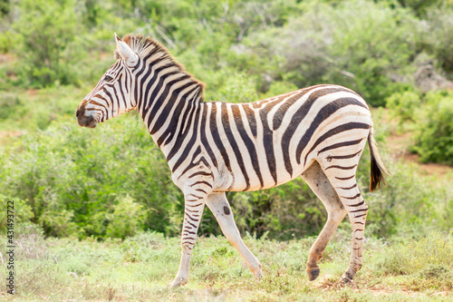 African zebra  in its natural environment  Addo South Africa 