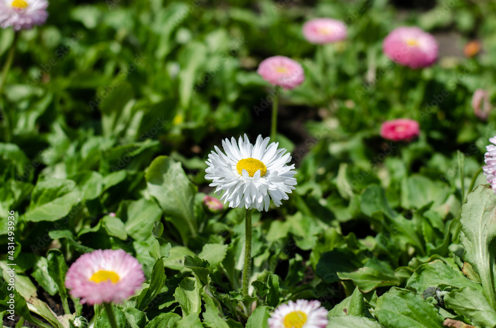 Spring flowers. Field, wild flowers. Chamomile. Spring flowers. Field, wild flowers. Chamomile.